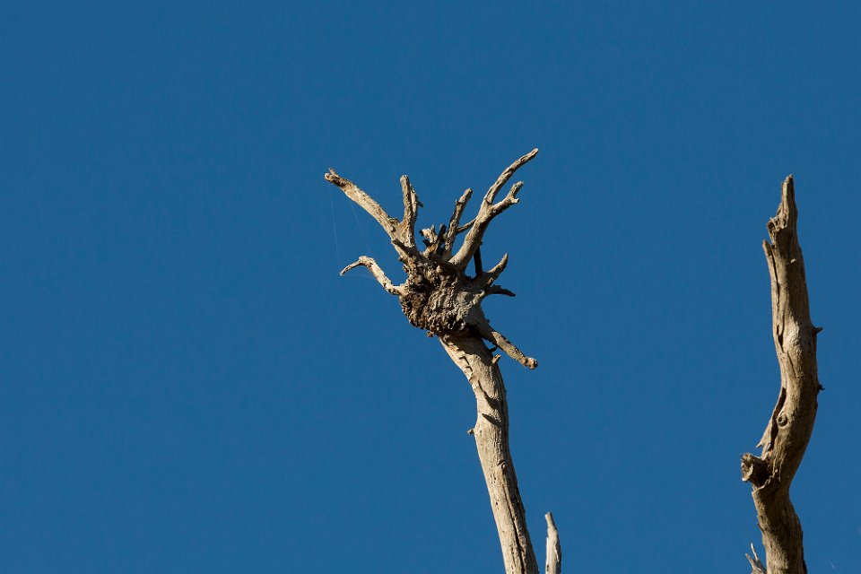 tree stork